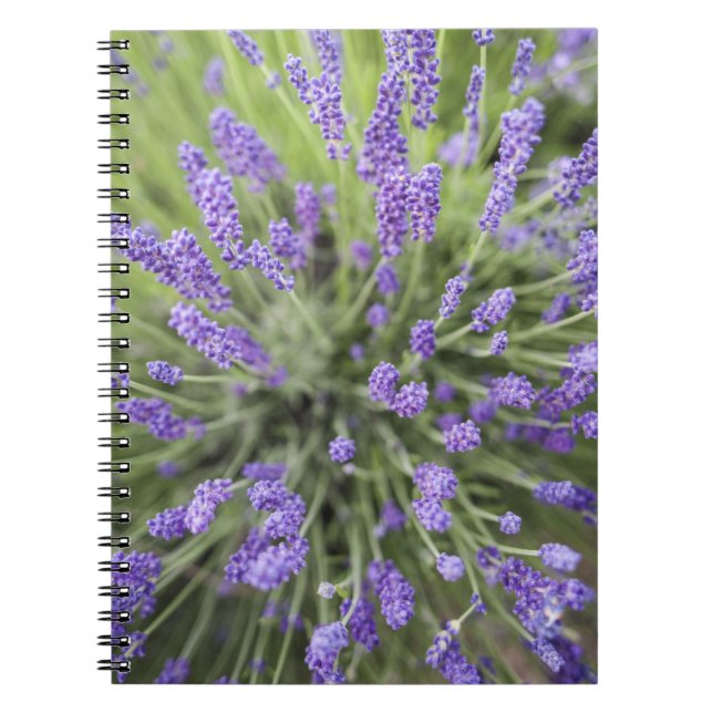 Lavender plants notebook (Front)