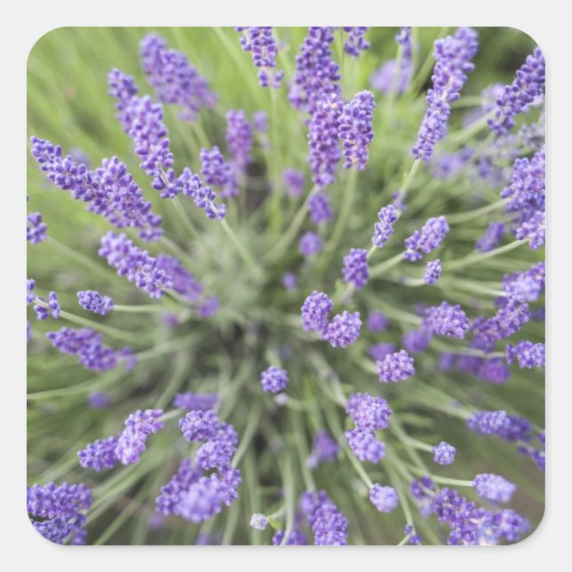 Lavender plants square sticker (Front)