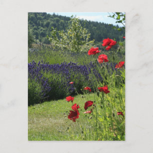 Lavender & Poppies Postcard