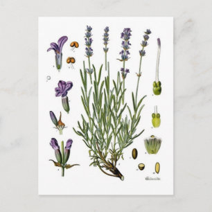 Lavender Postcard