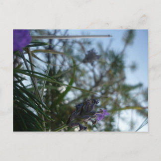 lavender postcard