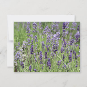 Lavender Postcard