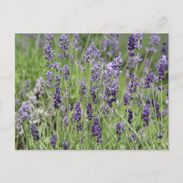 Lavender Postcard (Front)