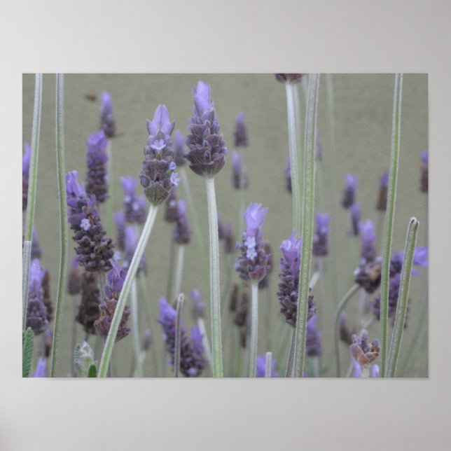 Lavender Poster (Front)