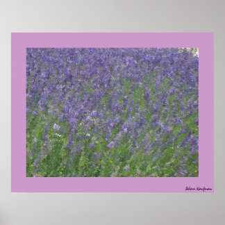 Lavender Poster