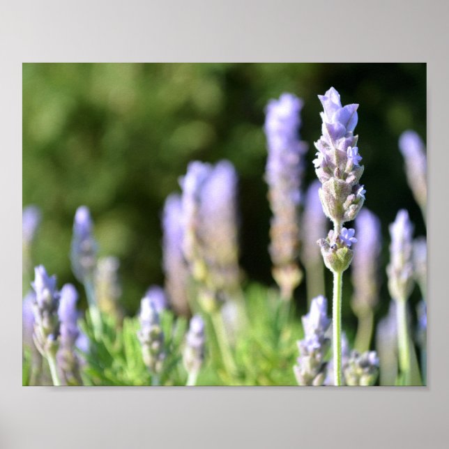 Lavender Poster (Front)