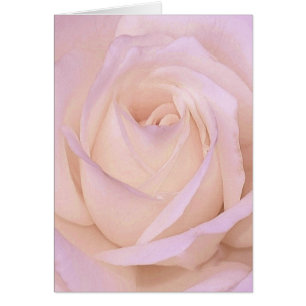 Lavender Rose