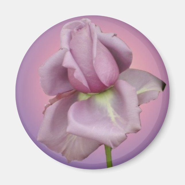 Lavender Rose magnet (Front)