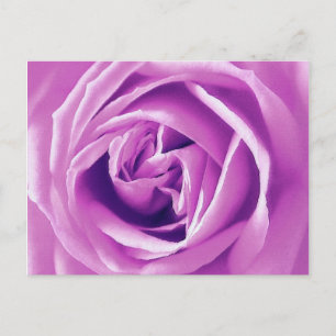 Lavender rose print postcard