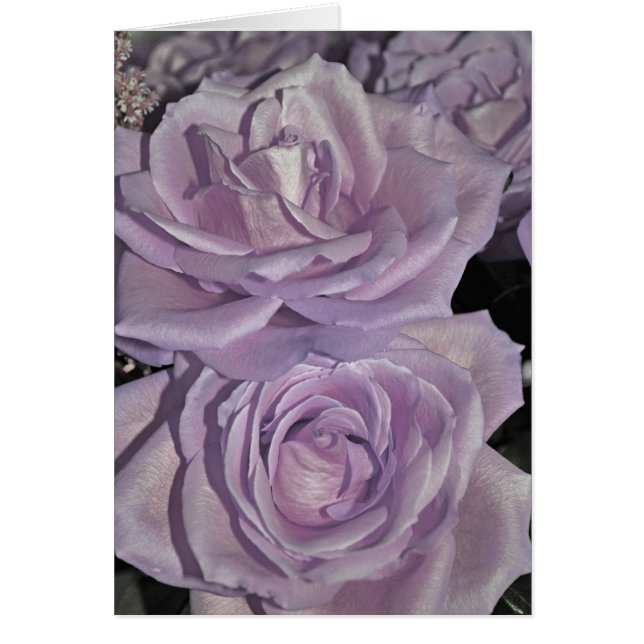 Lavender Roses (Front)