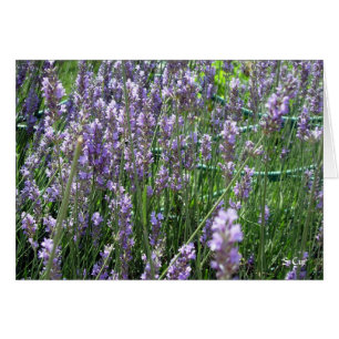 Lavender, S Cyr