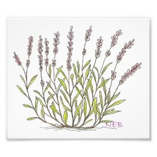 Lavender Sketch Print