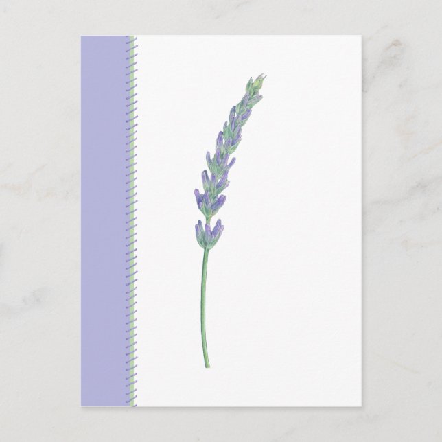Lavender Sprig Postcard (Front)