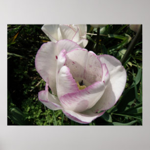 Lavender tipped Tulip Print