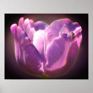 Lavender Tulip With Tiny Bee Close Up Poster