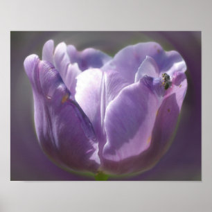 Lavender Tulip With Tiny Bee Poster
