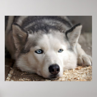 Lay Down Husky Sled Dog Beautiful Art Print