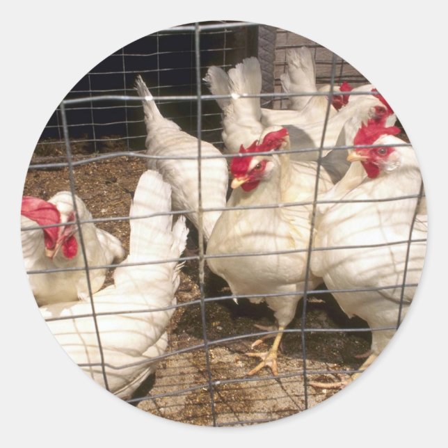 Layers (Hens And Chickens) Classic Round Sticker (Front)
