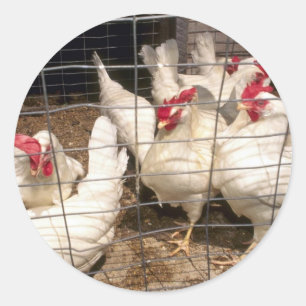 Layers (Hens And Chickens) Classic Round Sticker