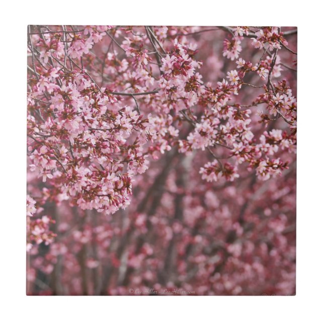 Layers of Pink Japanese Cherry Blossoms Tile (Front)