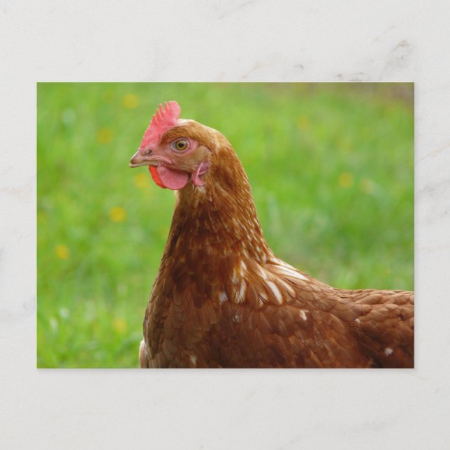 Laying Hen Rhode Island Red Chicken Postcard (Front)
