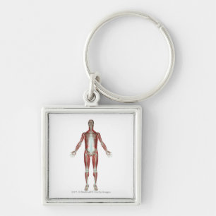 Layout of all the muscles in the human body key ring