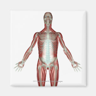 Layout of all the muscles in the human body magnet