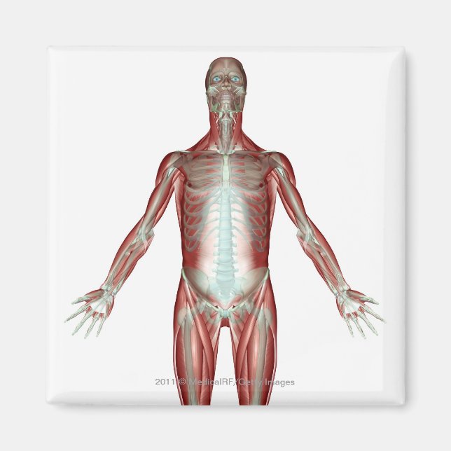 Layout of all the muscles in the human body magnet (Front)