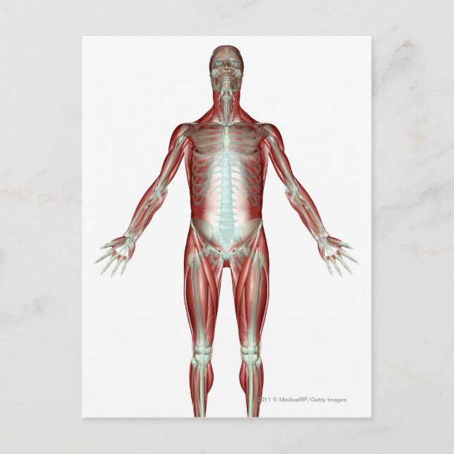 Layout of all the muscles in the human body postcard (Front)
