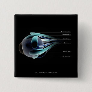 Layout of all the muscles in the human eye 15 cm square badge
