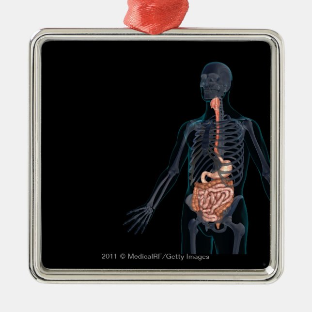 Layout of the human digestive system metal tree decoration (Front)