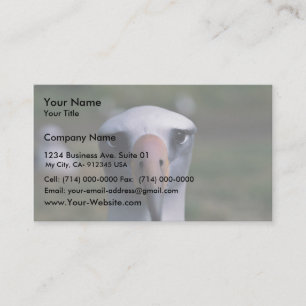 Laysan albatross business card