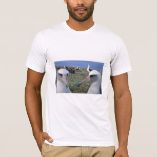 Laysan albatross colony T-Shirt
