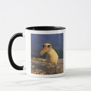 Laysan Albatross, Diomedea immutabilis), Mug
