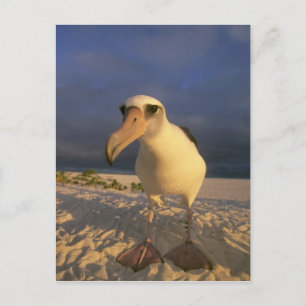 Laysan Albatross, Diomedea immutabilis), Postcard