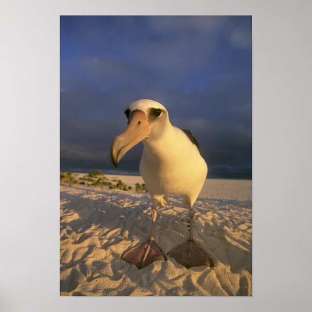 Laysan Albatross, Diomedea immutabilis), Poster (Front)