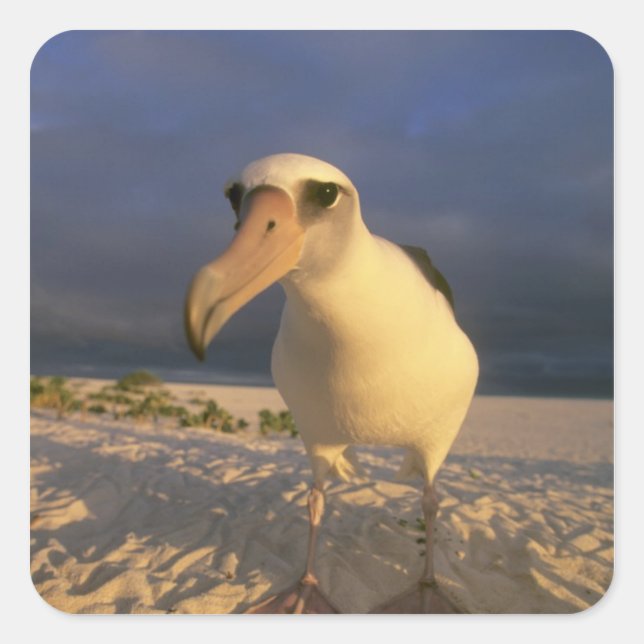 Laysan Albatross, Diomedea immutabilis), Square Sticker (Front)