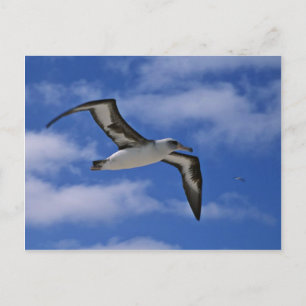 Laysan albatross flying in air postcard