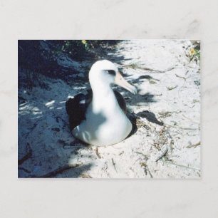 Laysan Albatross Postcard