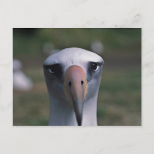 Laysan albatross postcard