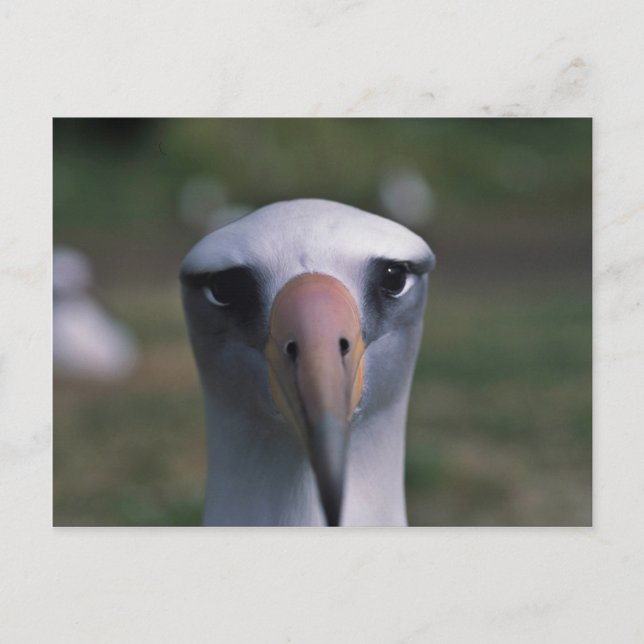 Laysan albatross postcard (Front)