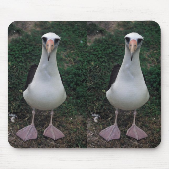 Laysan albatross standing mouse pad (Front)