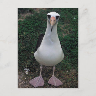 Laysan albatross standing postcard