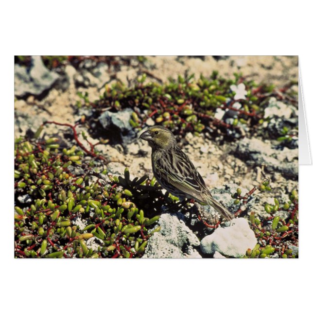 Laysan finch (Front Horizontal)