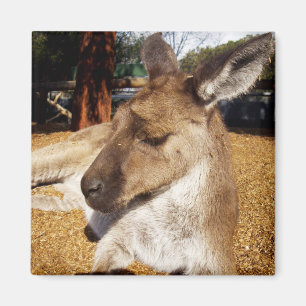 Lazing Kangaroo Close Up, Fridge Magnet