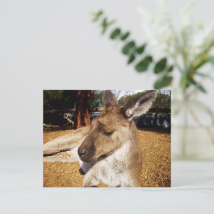 Lazing Kangaroo Close Up, Postcard