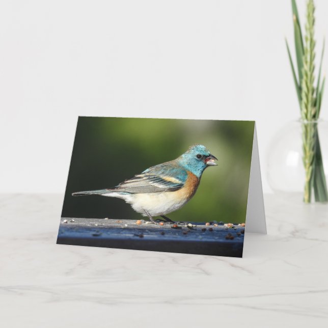 Lazuli Bunting Notecard (Front)