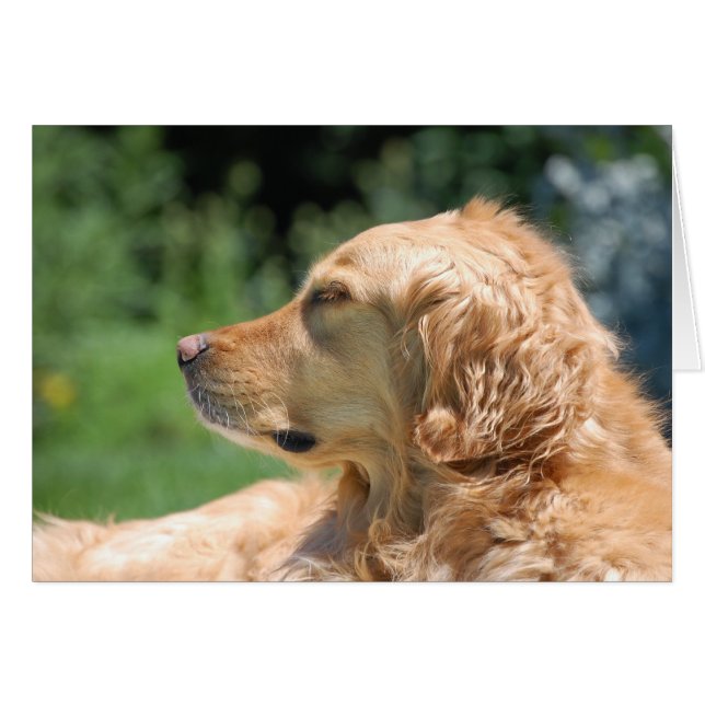 Lazy Afternoon in the Sun (Front Horizontal)