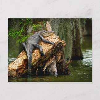 Lazy Alligator Postcard by DeGruy