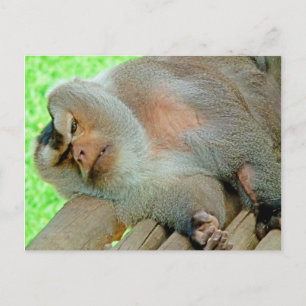 Lazy Baboon Postcard